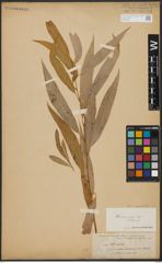 Foto von Salix acmophylla Boiss.